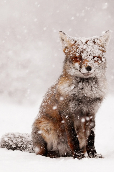 snow fox .