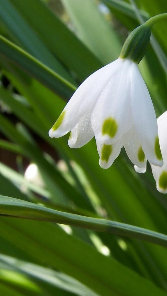 snow drops iPhone 5s Wallpaper