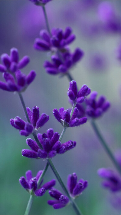 Lavender iPhone 5s Wallpaper