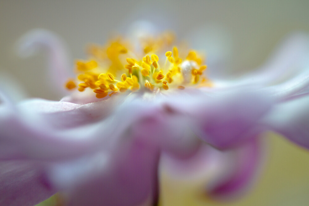 Mandy Disher.