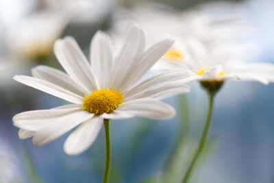 Mandy Disher.