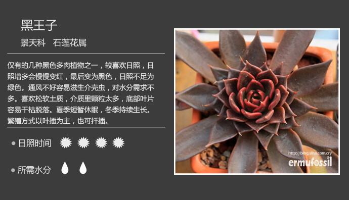 【100种常见多肉植物图鉴】 &lt;wbr&gt;+ &lt;wbr&gt;多肉植物常见问题解答