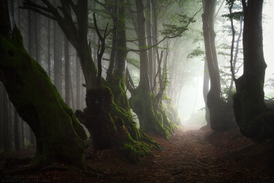 Photograph Elder Souls by Florent Courty on 500px