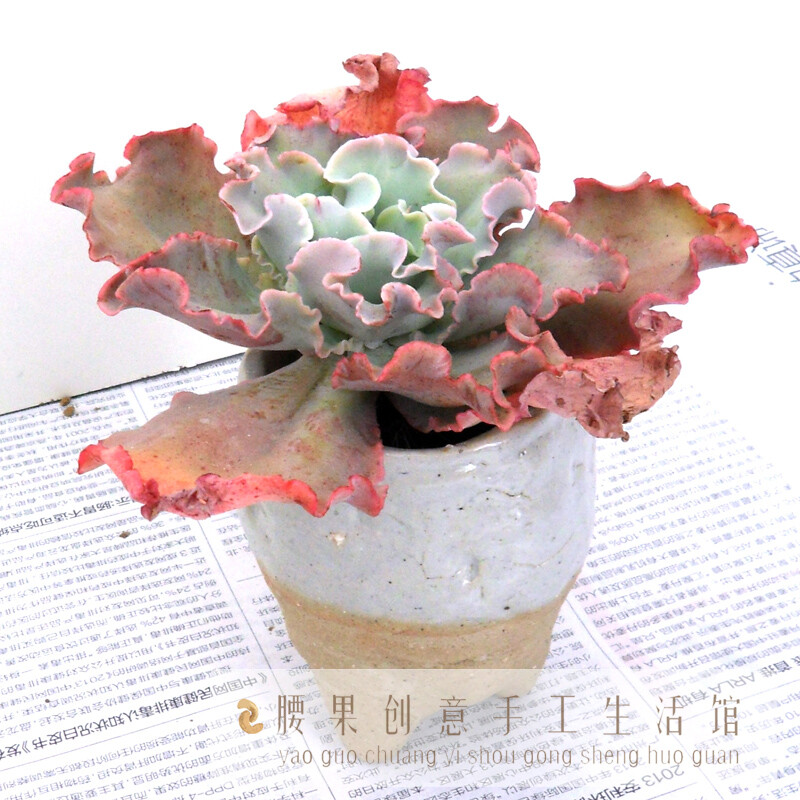 多肉/绿植装饰花盆/花器/陶盆/田园/ZAKKA/陶瓷/高圆盆