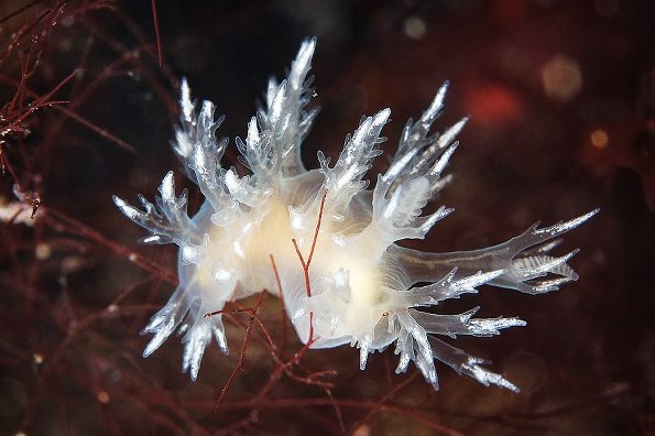 【海洋世界】俄罗斯生物学家拍摄的海洋生物－2