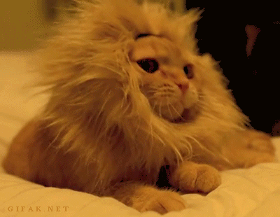 慵懒的“狮子猫”GIF2M