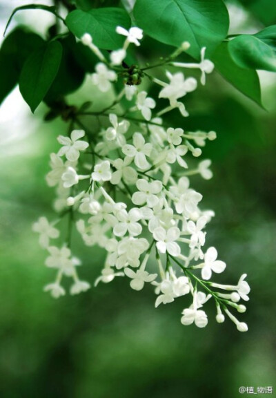 丁香花语：光辉，丁香花拥有天国之花的外号。