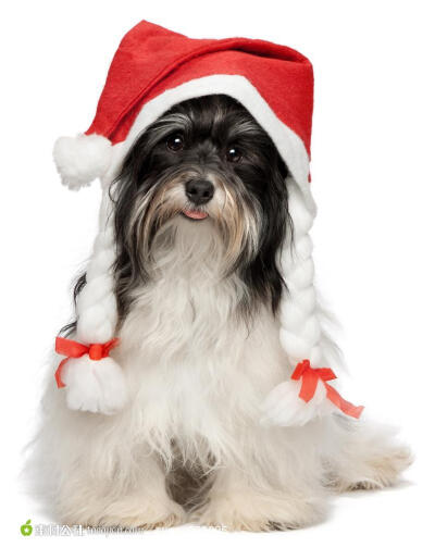 圣诞动物系列 - 可爱的狗狗高清背景图片素材
