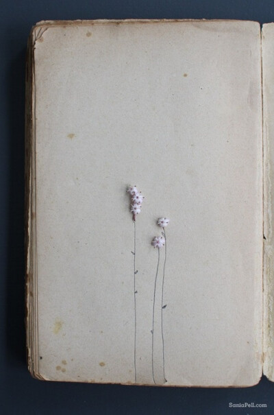 a book of flowers