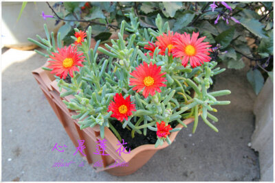 （踏花行）心是莲花