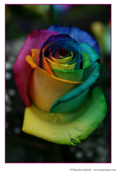 Happy Roses 1 by MarjoleinART-Photos
