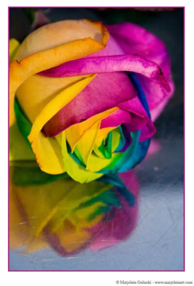 Happy Roses 9 by MarjoleinART-Photos