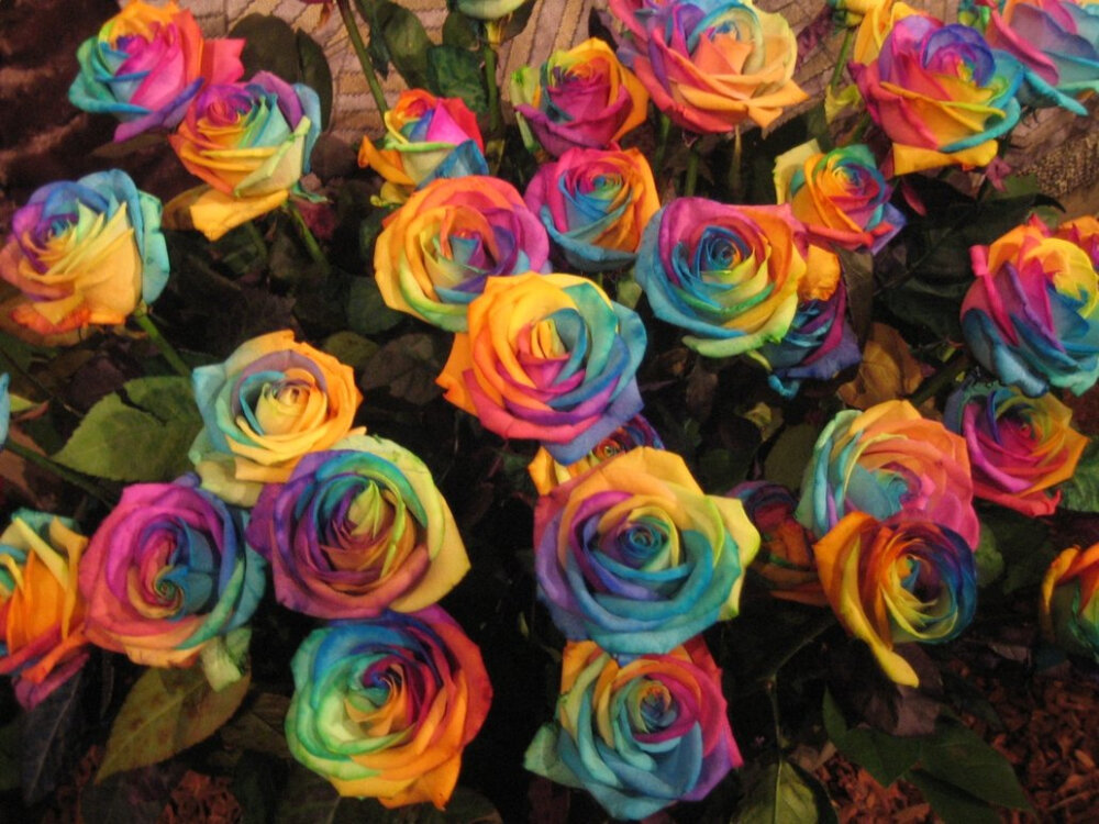 Rainbow Roses by janine42584