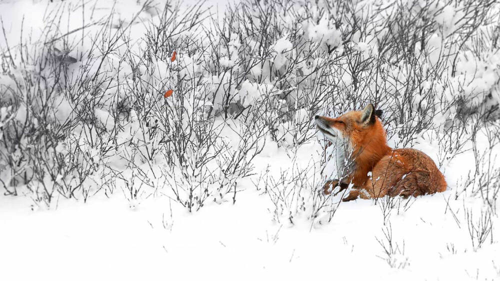 雪地中凝望枯叶的赤狐 RedFoxCanada