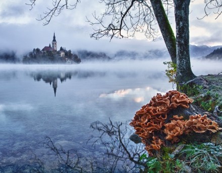 斯洛文尼亚的梦之岛。布莱德湖（Lake Bled）是斯洛文尼亚西北部阿尔卑斯山南麓的一个冰川湖。这里被誉为欧洲最美丽的角落之一。