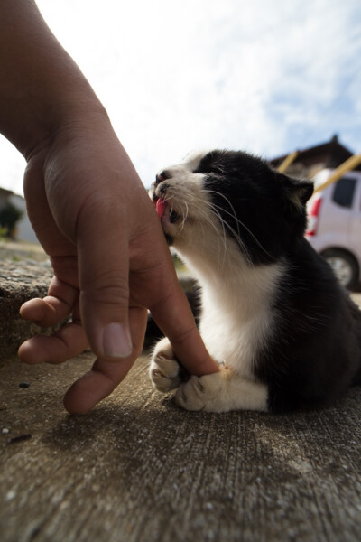 猫岛