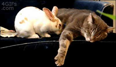 小兔兔使用了 “一头撞进你的怀抱” 技术，还是木有用！！！