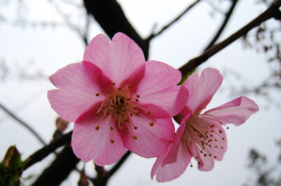 河津樱 花朵大小为中等、红紫色单层花瓣，生长於伊豆半岛河津町的早春樱花，据推测应是寒绯樱和大岛樱的混合种