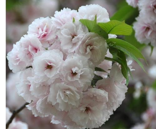奈良之八重樱 花朵大小为中朵、淡红色多层花瓣?属霞樱系的品种?生长于奈良市知足院的樱花树已被指定为国家天然纪念物。