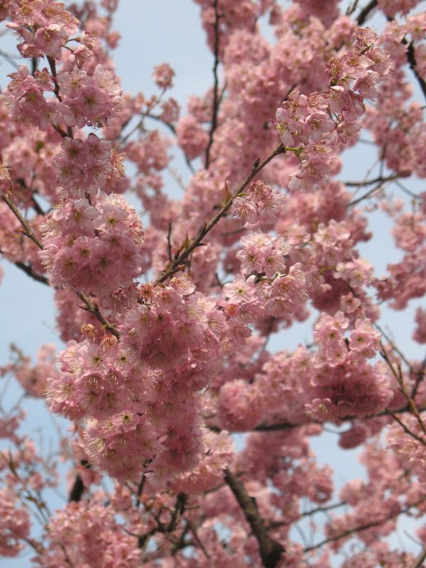 初美人 又名椿寒樱,是唐实樱x寒绯樱的杂交种.花叶同放.
