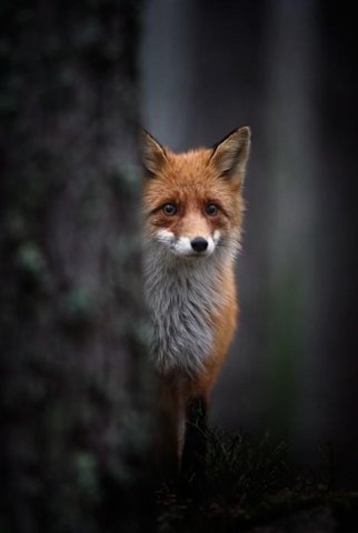 fox