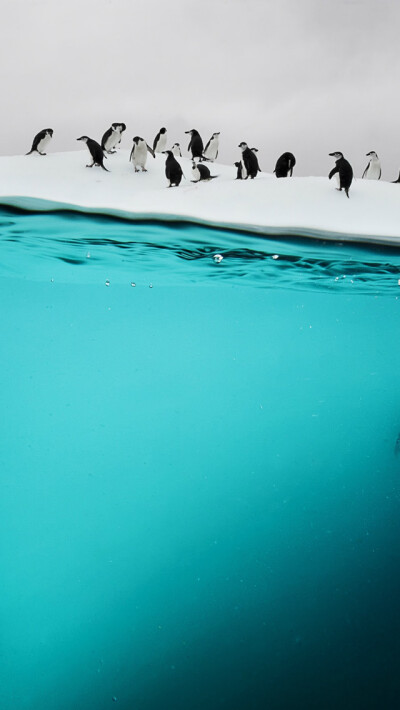 Penguins on Ice iPhone 5s Wallpaper