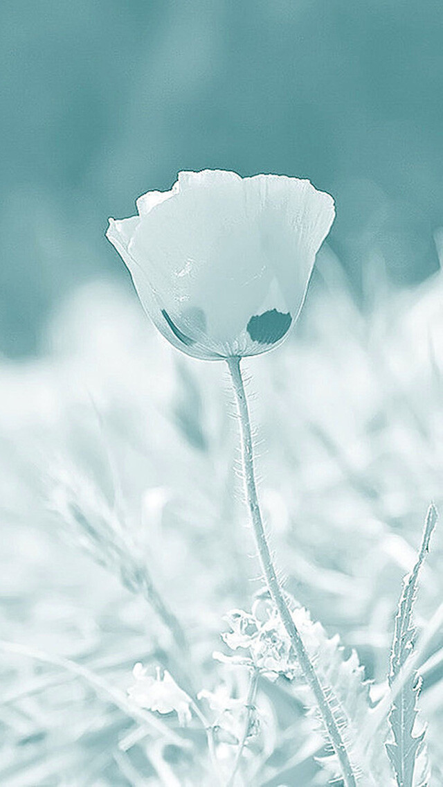 Fog flowers iPhone 5s Wallpaper