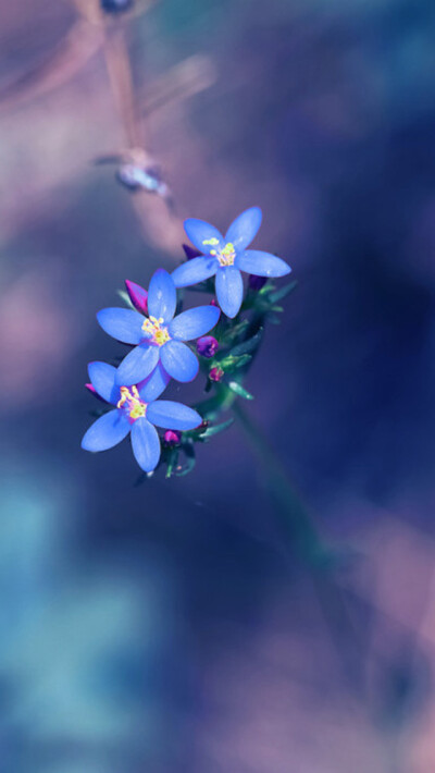 Small fresh blue flowers iPhone 5s Wallpaper