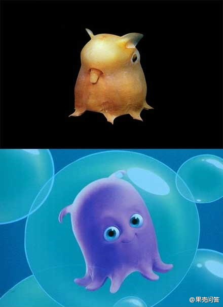 【图中的是什么章鱼？】@松鼠濑尿虾：这是加利福尼亚面蛸（Opisthoteuthis californiana），这个属的俗名叫烙饼章鱼（flapjack octopus）。触须是像鸭脚一样连在一起的，所以显得特别短。这个家伙在海底总动员里也出场过哦~|图中这个是小八爪鱼吗？ 已萌die