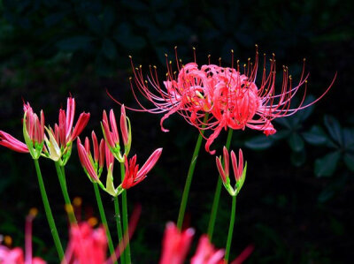 曼珠沙华=彼岸花=红花石蒜Lycoris radiata，石蒜科，石蒜属。此名仅限本属本种红色花朵。