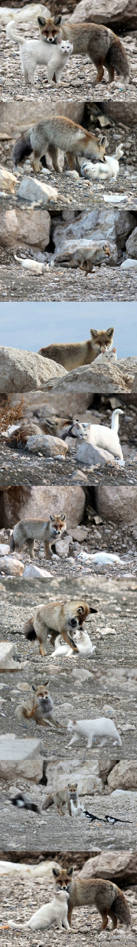 土耳其凡湖边的一只猫和一只狐狸，因为渔民们常丢鱼给它们一起吃而成为了好伙伴。 每隔几张就能看到狐狸君很努力地在抑制着自己一口啃下去的冲动，真是辛苦了~「转」