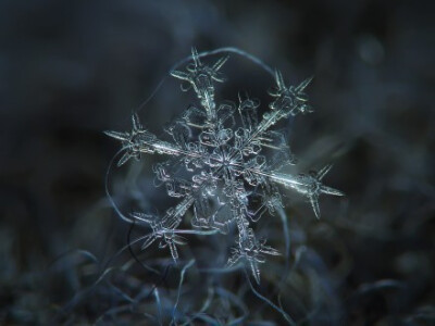 近观雪花之美，每一片都是独一无二的自然杰作。丨来自俄罗斯摄影师Alexey Kljatov。