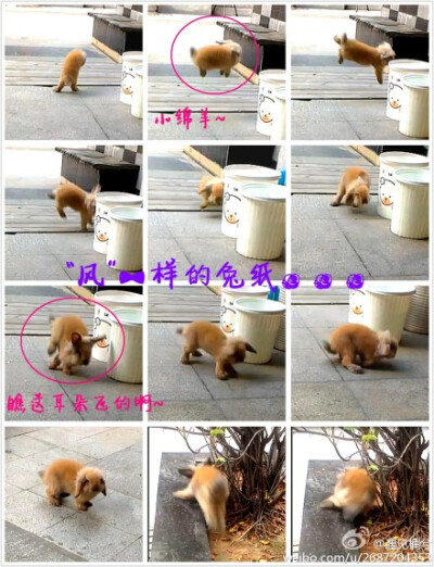 #遇见楠兮##小闲兔#发一组视频截图~看视频才是搞笑呢。。。“风”一样的兔纸。。。神马叫动若脱兔。。。兔纸起跳，奔跑的一瞬间真的非常非常快啊。。。加上我们家闲憨态可掬的外表。。。各种笑意袭来啊