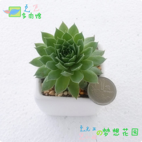 观音莲 经典多肉植物 绿植小盆栽 入门品种 好看也好养