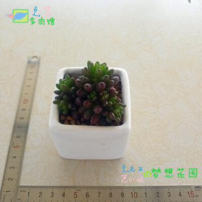  虹之玉 景天多肉植物 热门多肉普货 会变红粉迷人