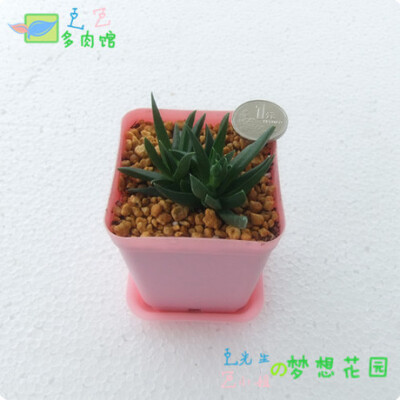 照波 入门级多肉植物 迷你绿植小盆栽 多头 爱开小黄花