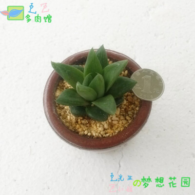 宝草 多肉植物 室内迷你绿植小盆栽 叶面晶莹 入门普货