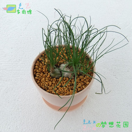 香叶海葱 小苍角殿 奇趣多肉植物 室内绿植小盆栽会开花