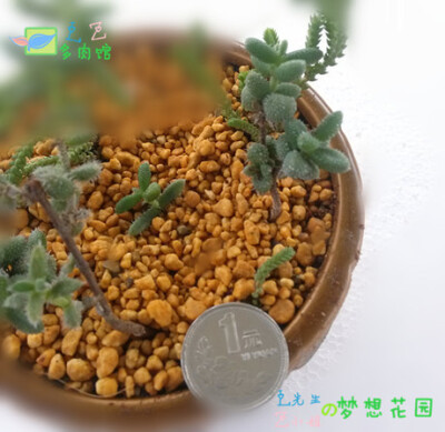 雷童 番杏科 多肉植物 迷你绿植小盆栽 小老桩/胖嘟嘟