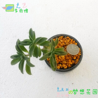 小绿塔 多肉植物 迷你绿植小盆栽 个头大 非常好养