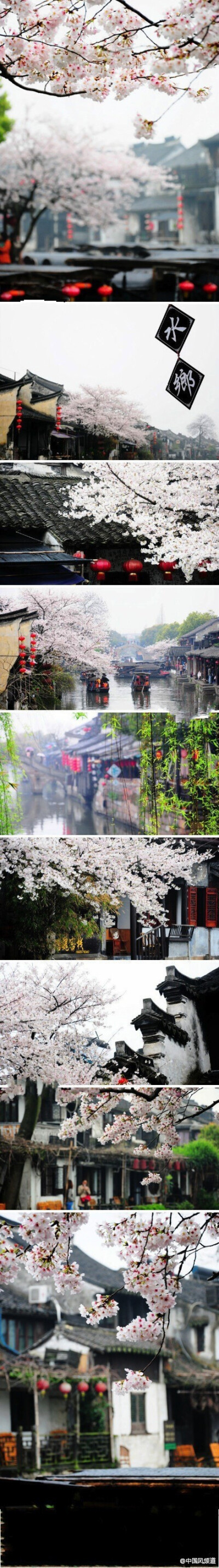 【中国风 嘉兴】烟雨西塘，追寻这一季的樱花雨