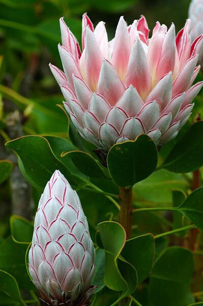 国王海神花（Protea cynaroides）又名帝王花，是南非的国花。