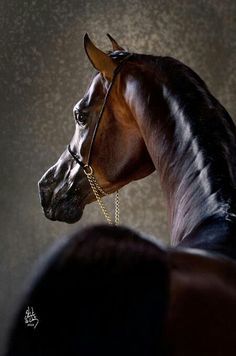 人鱼&amp;私人定制采集到Horse We Heart It