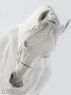 人鱼&amp;私人定制采集到Horse We Heart It