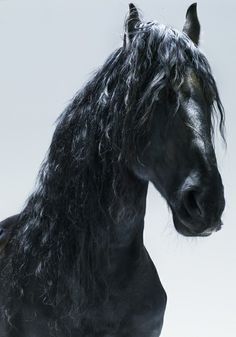 人鱼&amp;私人定制采集到Horse We Heart It