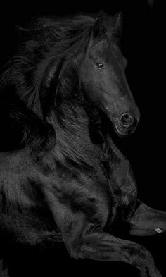 人鱼&amp;私人定制采集到Horse We Heart It