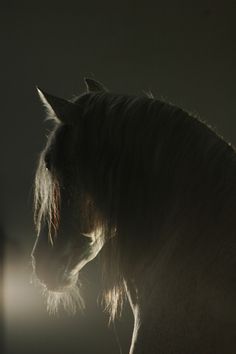 人鱼&amp;私人定制采集到Horse We Heart It