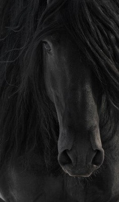 人鱼&amp;私人定制采集到Horse We Heart It