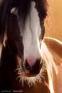 人鱼&amp;私人定制采集到Horse We Heart It