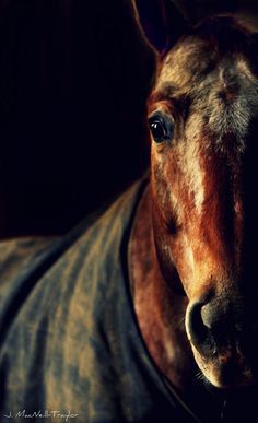 人鱼&amp;私人定制采集到Horse We Heart It